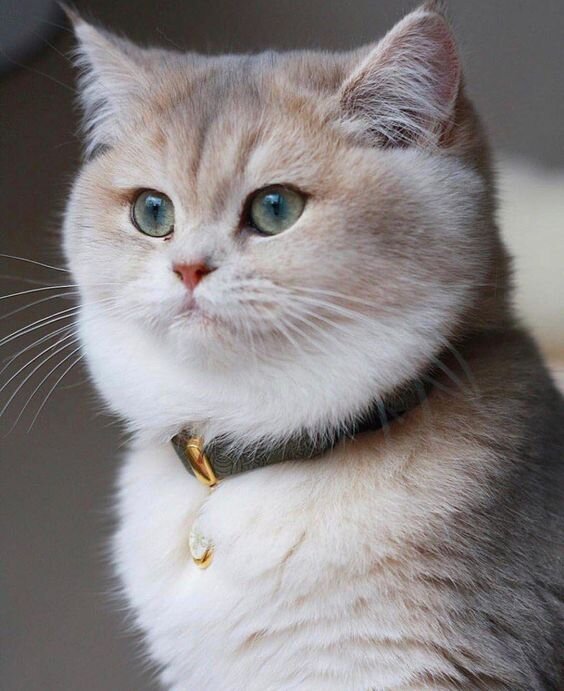 Цвет меха серебристой шиншиллы может варьировать от кремового до белоснежного (листайте подборку вправо)