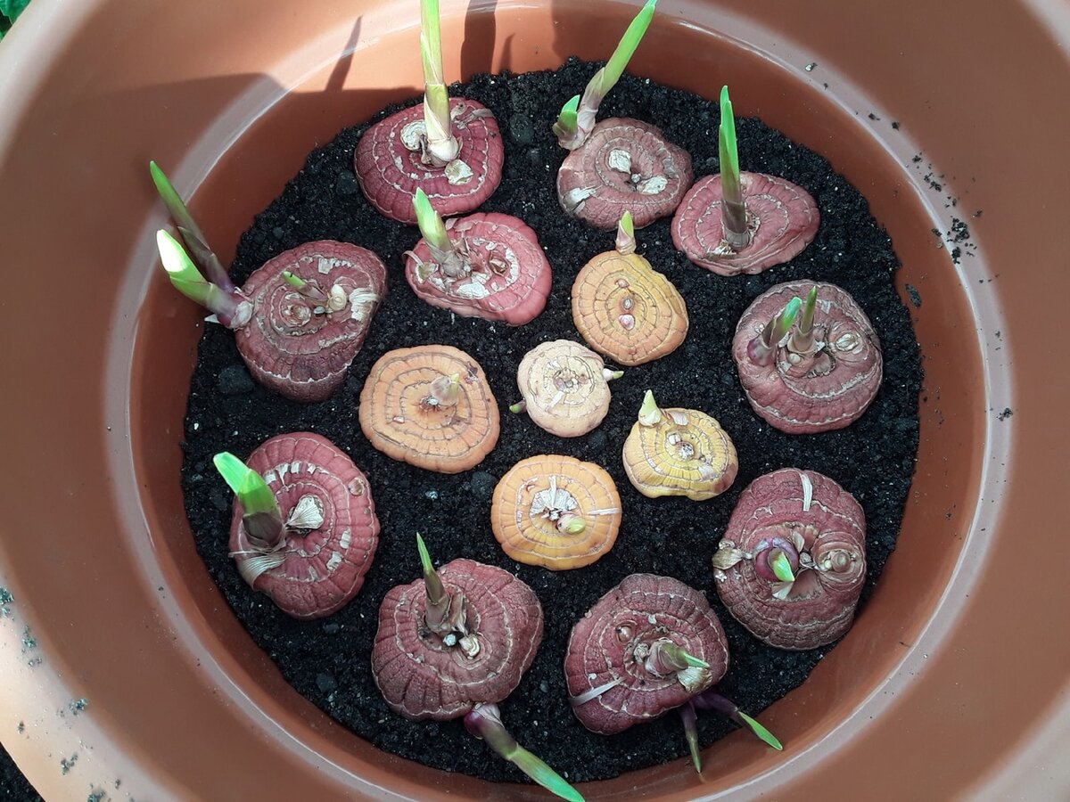 В один контейнер у меня вошло 15 луковиц