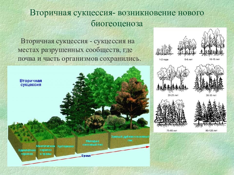 Схема первичной сукцессии