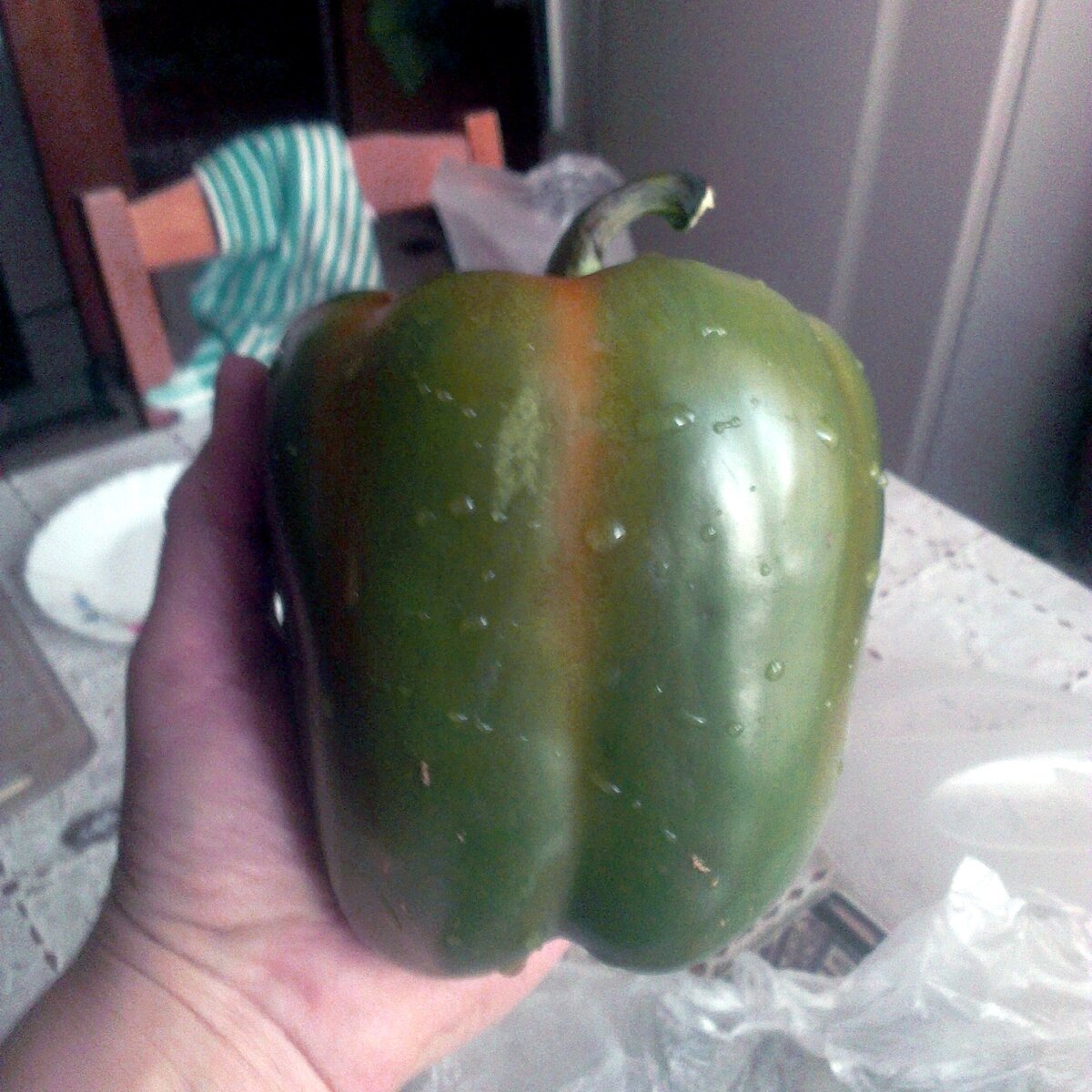 Этого "перца" мне привезли в подарок из пустынь Израильских живородящих!