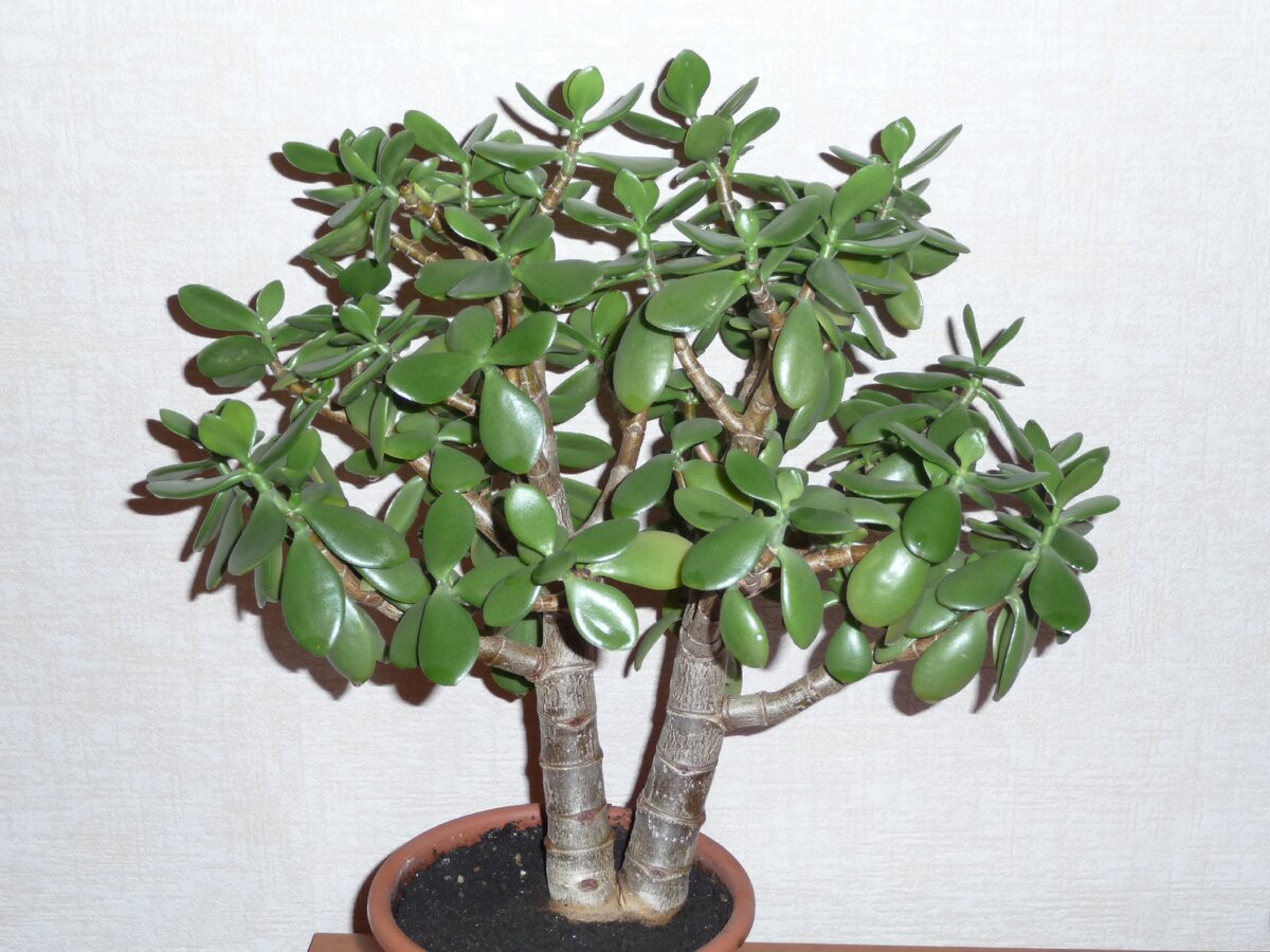 Мое денежное дерево