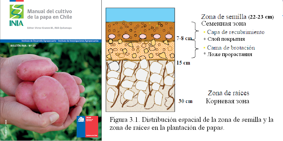 Пространственное распределение семенной и корневой зон на плантации картофеля (Руководство по выращиванию картофеля в Чили)