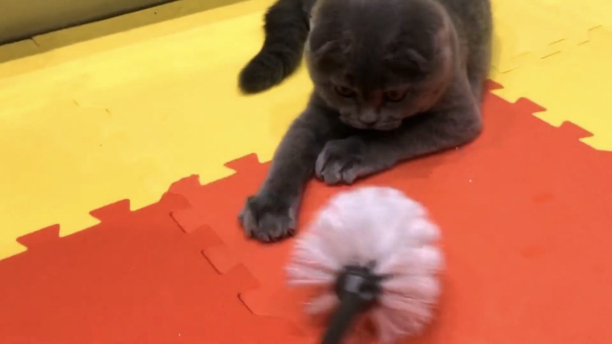 Вот она, моя прееелесть... Кот Космос