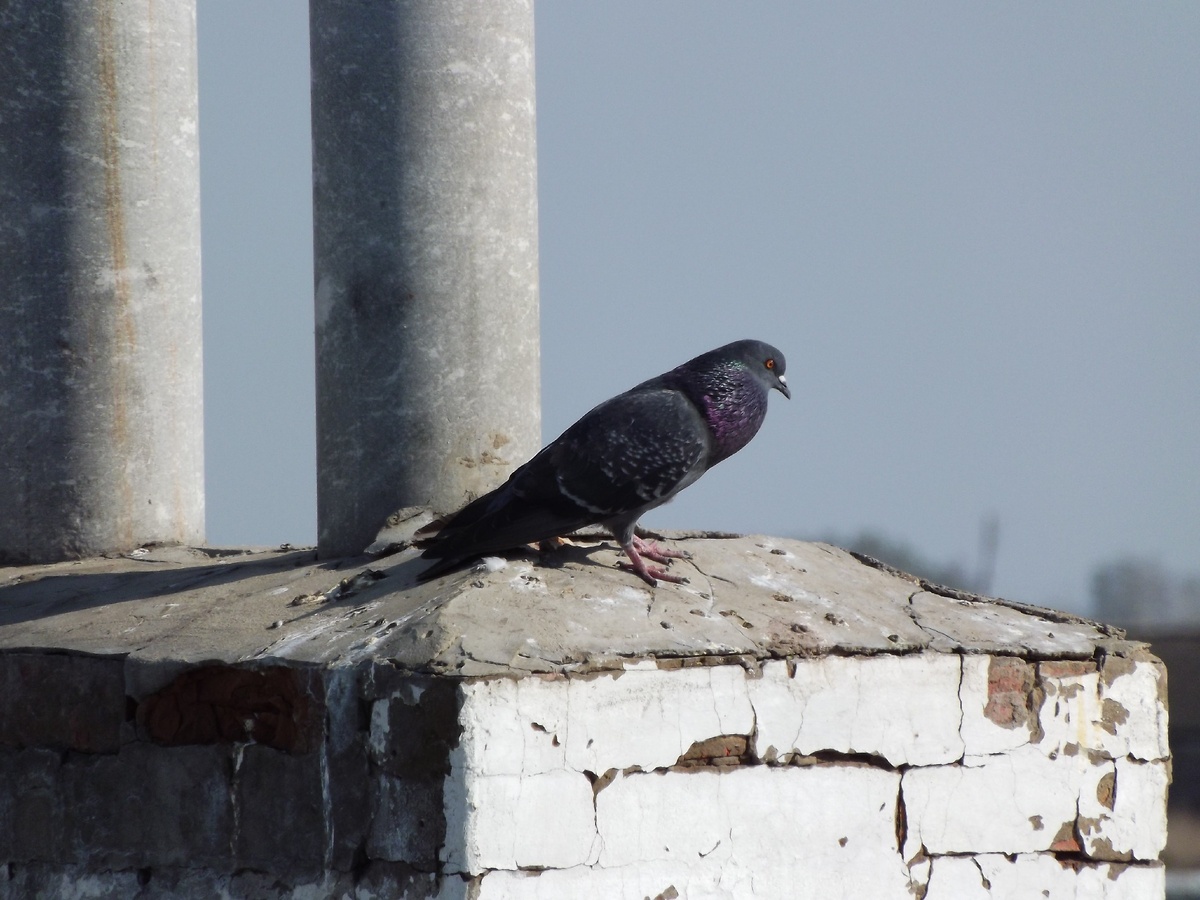 Любительские  фото