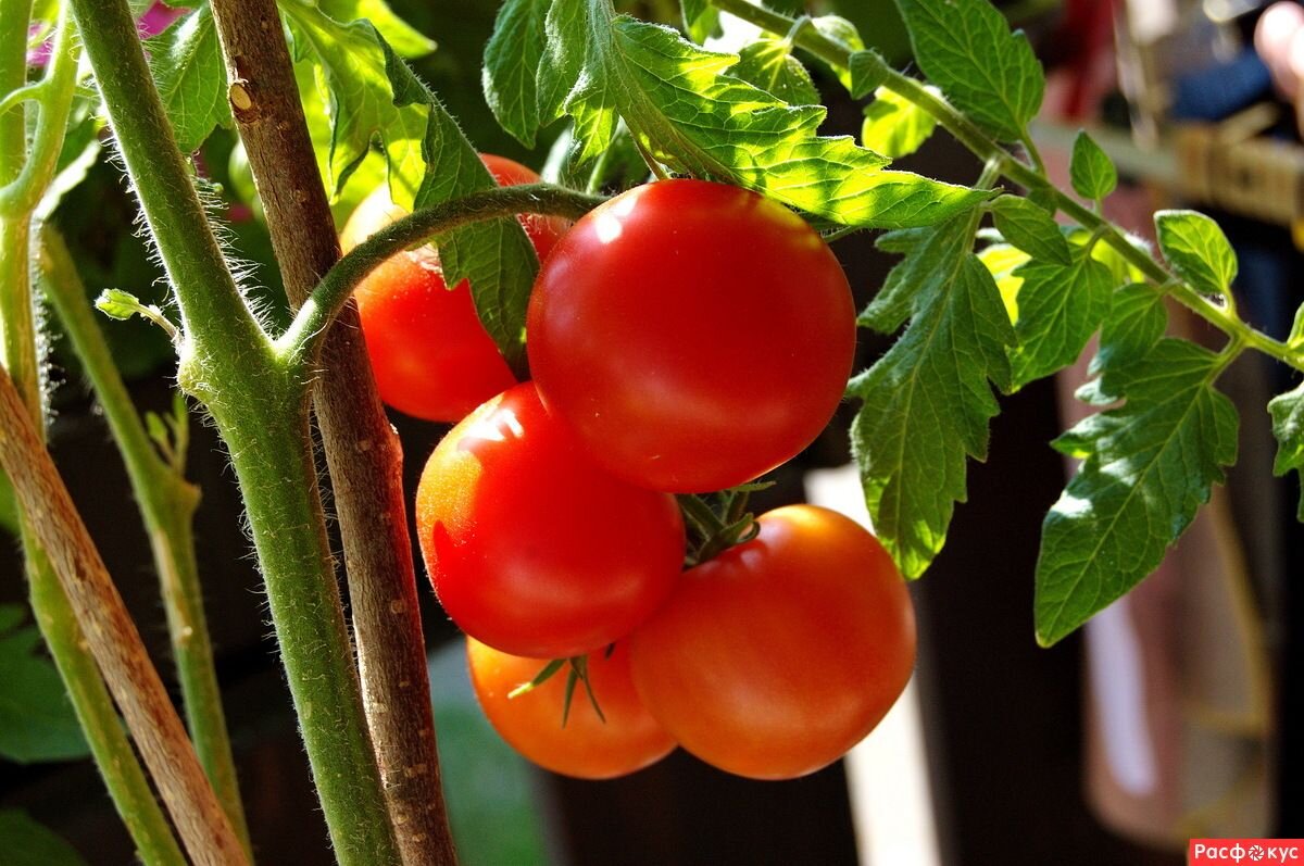 Фото: Rsloboda.ru