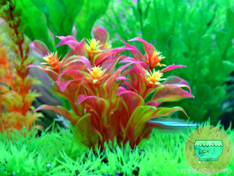 Искусственное растение из медицинского пластика неотличимо от настоящего