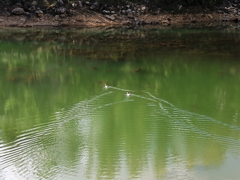 Оно зеленое. Тамбукан заповедник. Сине-зеленые водоросли озера Тамбукан. Озеро Тамбукан фото. Озеро Тамбукан 2023.