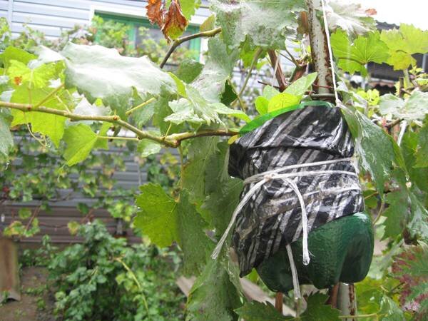 воздушная отводка на зеленом побеге.