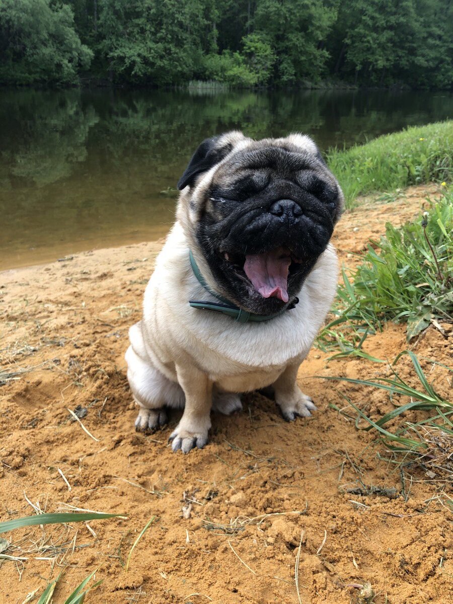 Собака-зевака 