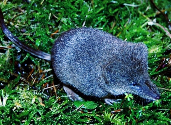 Средняя бурозубка.