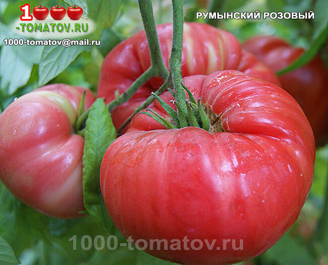 Томат РУМЫСКИЙ РОЗОВЫЙ фото 2
