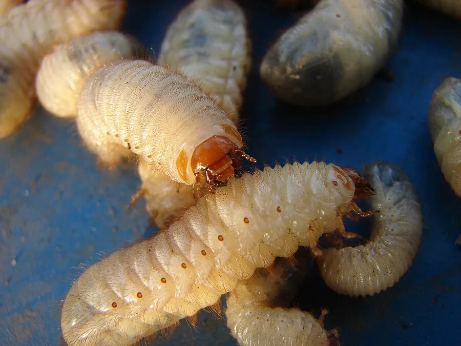 Белые опарыши во сне. Личинка жука короеда. Жук короед личинка гусеница. Личинка навозника личинка жука.