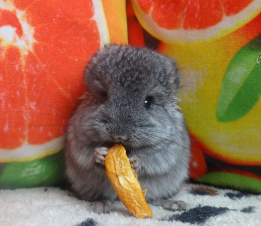 Уход за беременными шиншиллами