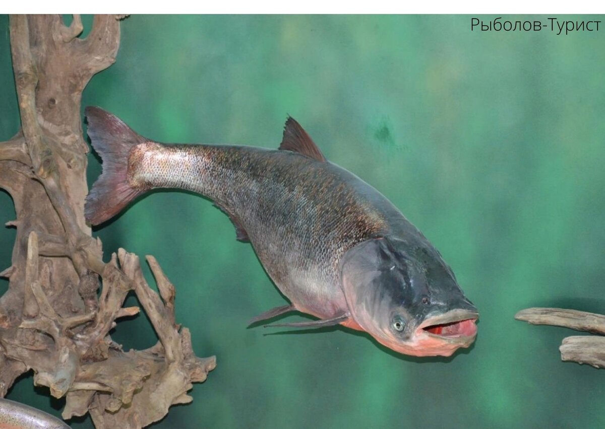 Какая миграция у пестрого толстолобика. Пёстрый толстолобик aristichthys nobilis. Толстолобик черноморский. Гибридный толстолобик. Пестрый толстолобик.