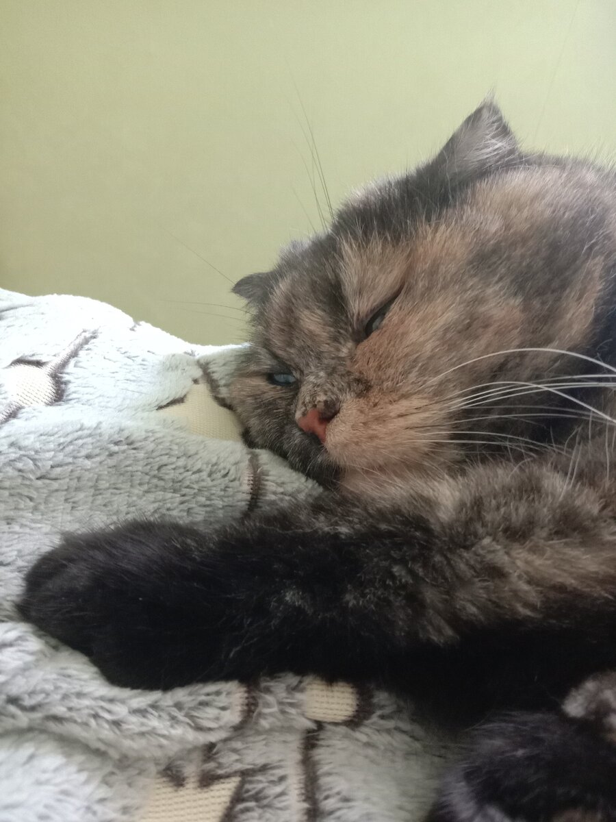 Как прогнать кошку с кровати