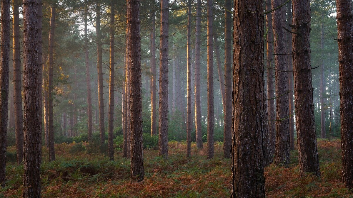 картинка найдена в Яндекс