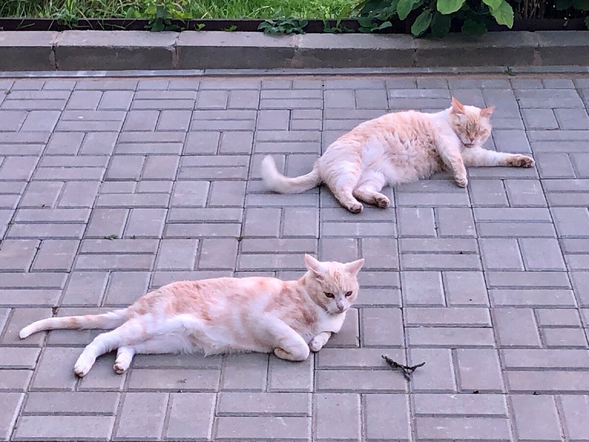 Кот гуляет месяц сколько гуляют коты. Кот гуляет. коты гуляют. кошка просит кота. ростов на дону новое поселение гуляет с котом.