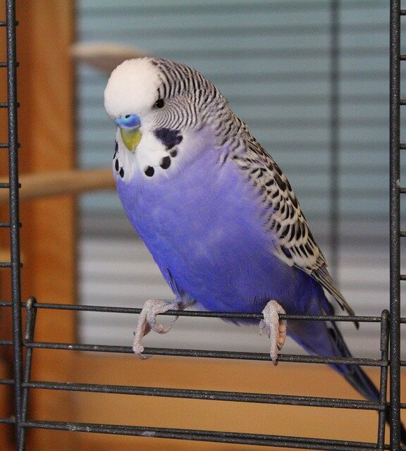 Фото bluebudgie с сайта Pixabay 