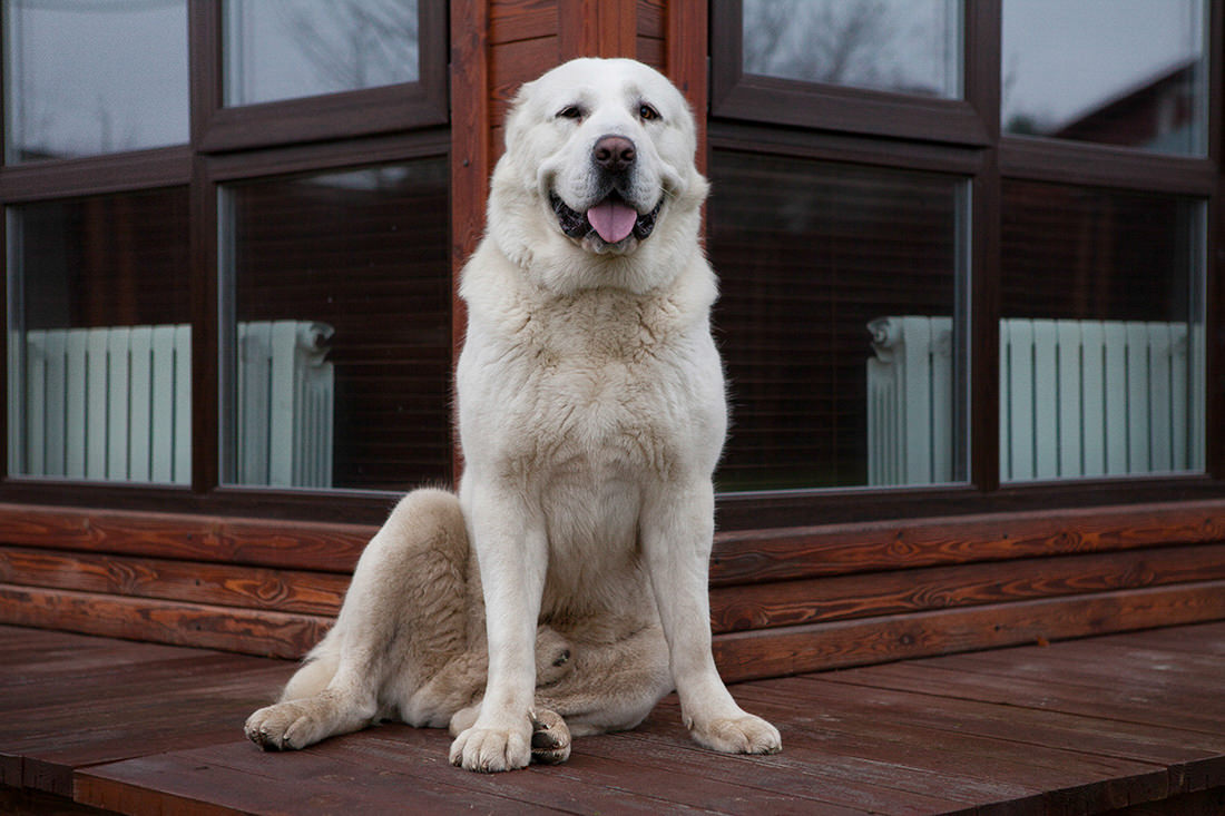 https://world-dogs.ru/poroda-sobak-alabay/
