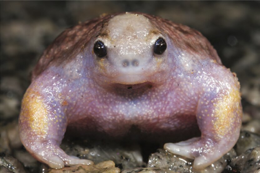 Myobatrachus gouldii - черепаха лягушка