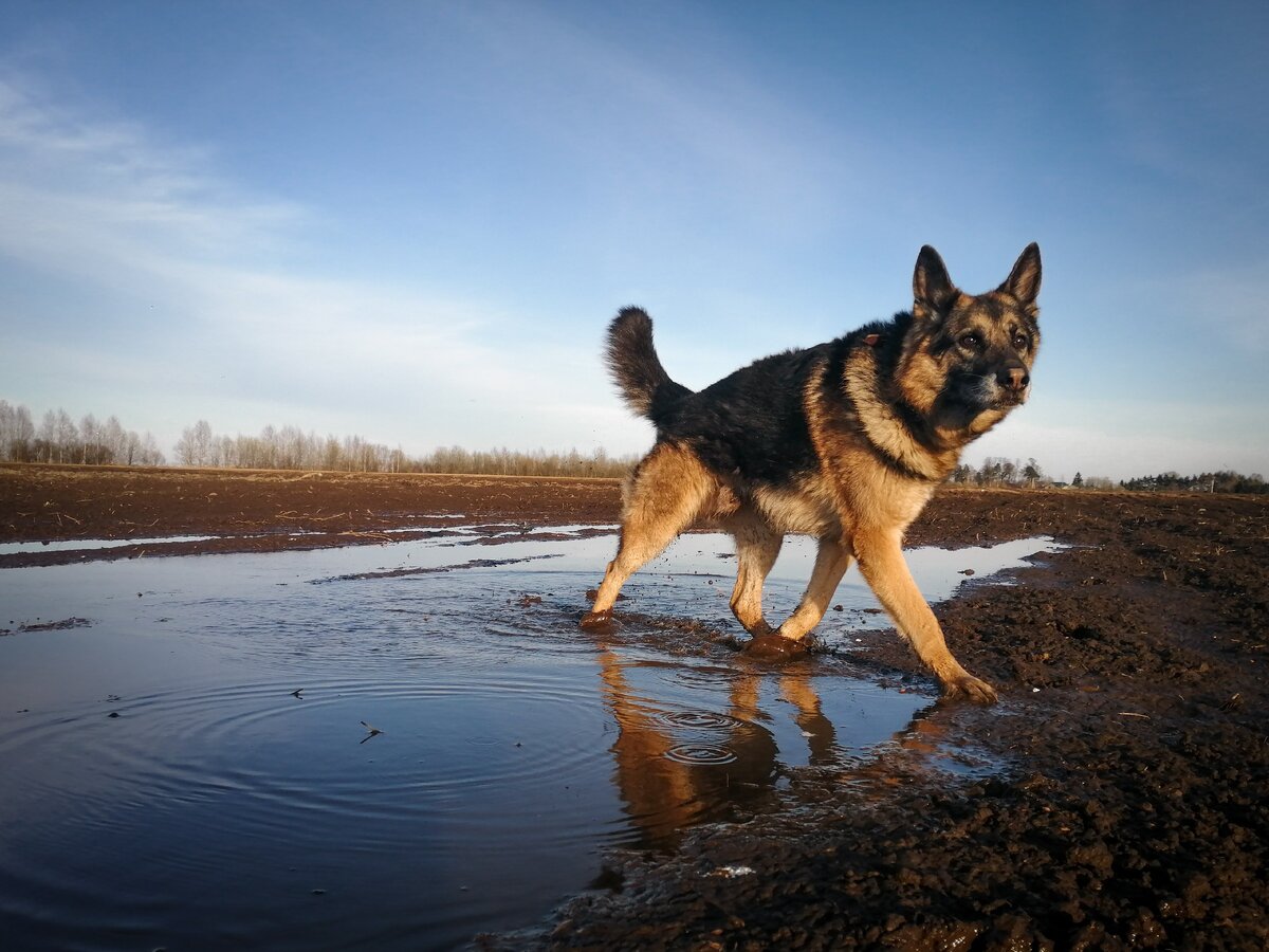 Лучше всего даются свободные кадры, не постановочные. Люблю, когда собака в естественном движении