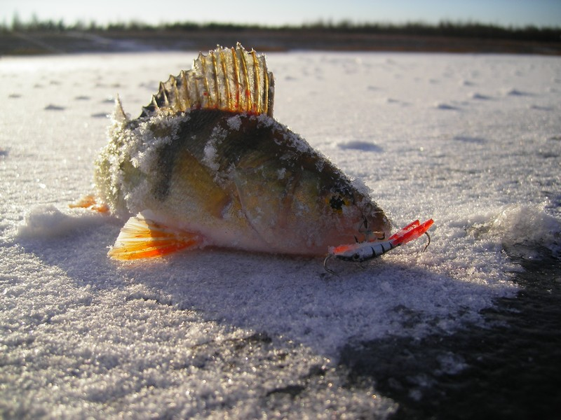 Без улова