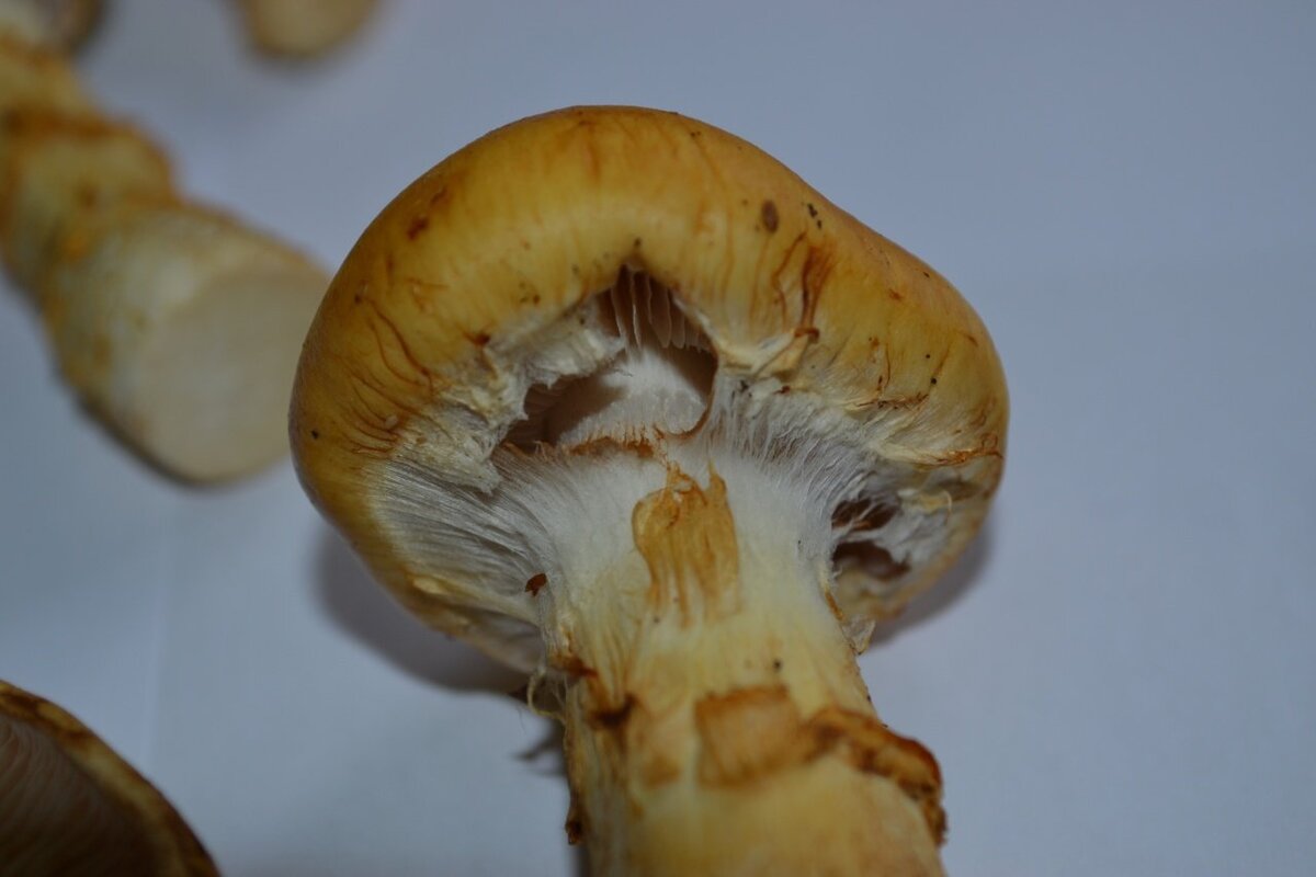 Желтый шампиньон ЯДОВИТЫЙ