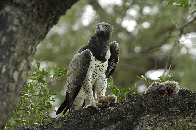 Боевой орел. Фото Pim GMX (flickr.com)