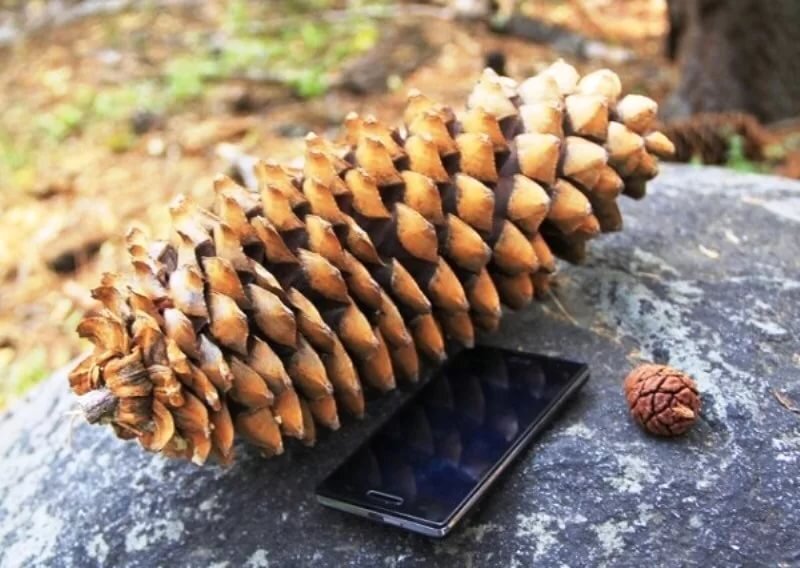 Шишке секвойи в большом и маленьком размере