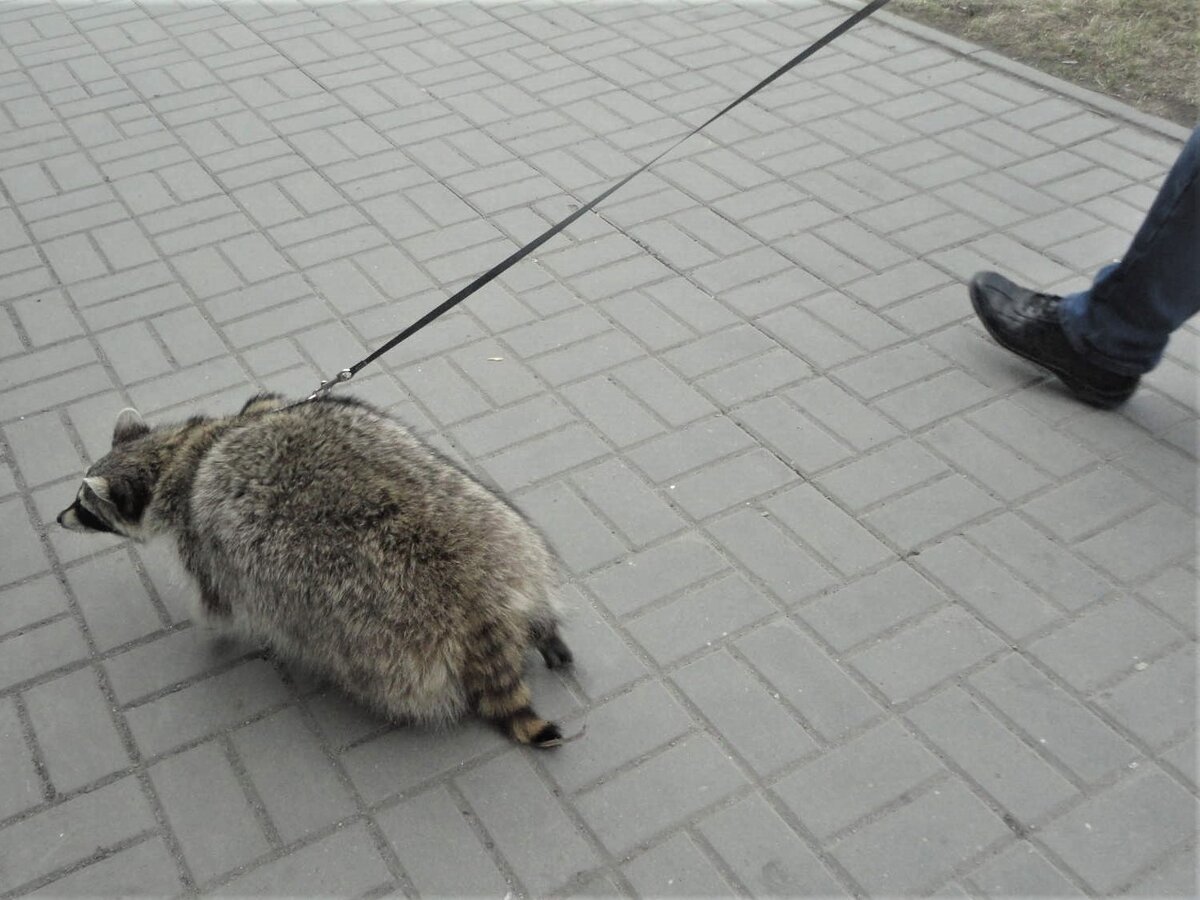 Идет барсук по городу. Фото автора.