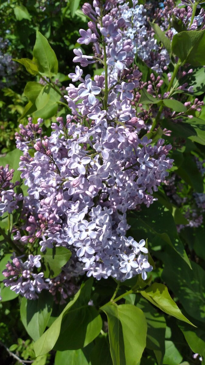 Сирень при варикозе