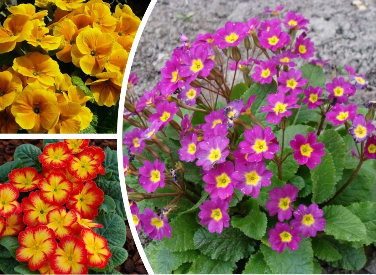 Многолетников, которые лучше не обрезать осенью: полезные советы