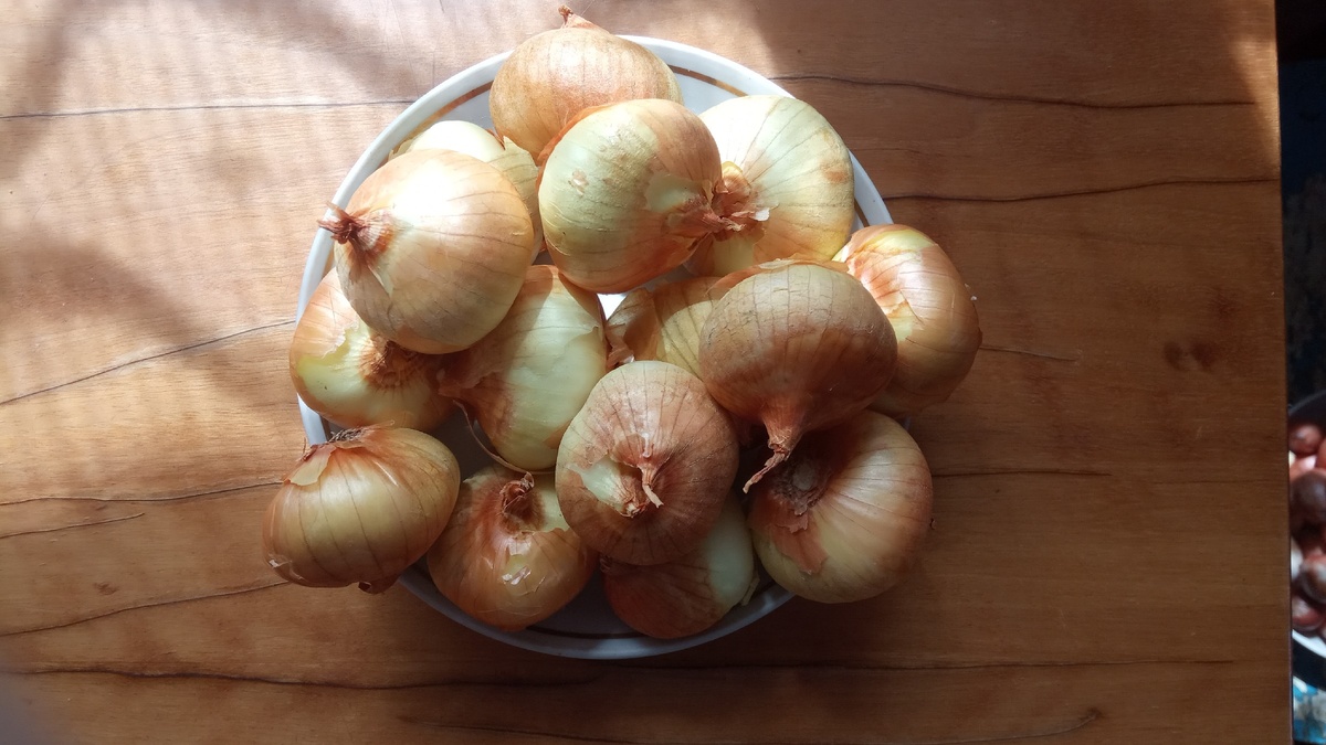 Всегда сажаю в огороде три лука - семейный, шалотт и севок. На зелень же  предпочитаю семейный