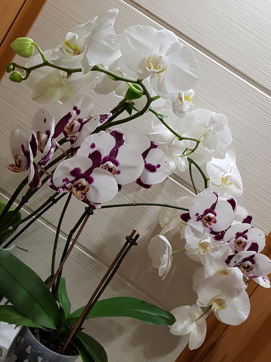 Орхидеи зимой как ухаживать. Фаленопсис пышное цветение. Уход за орхидеей. Зимняя Орхидея.. Уход за орхидеей в домашних условиях.