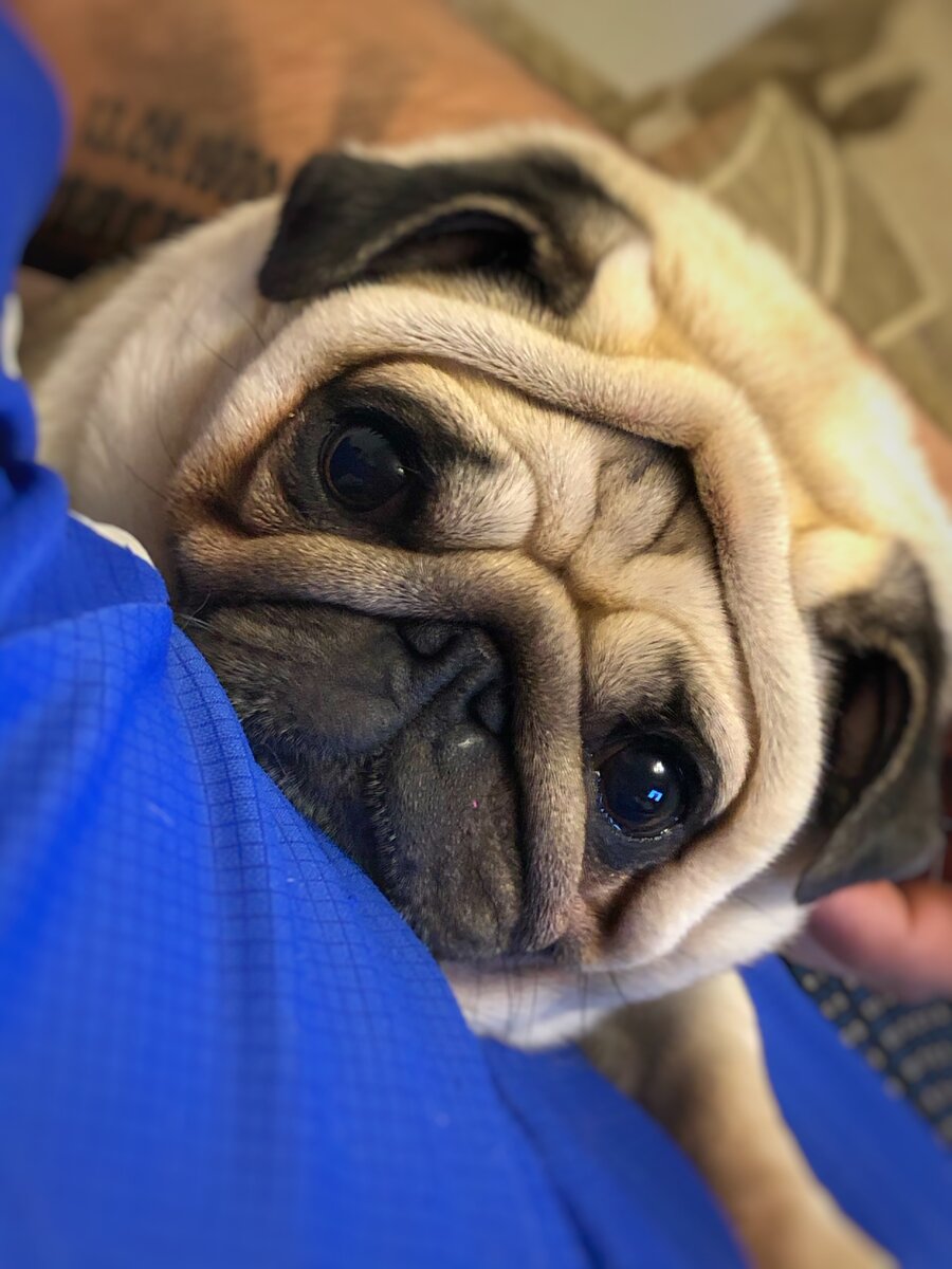 Сражался с самим Бонапартом