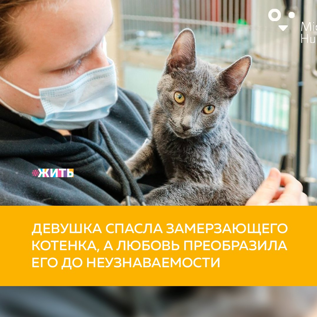 Эта история начинается с доброты одного человека, который спас жизнь животного😌 
Однажды девушка ехала по трассе и заметила на краю дороги маленького котенка. Малыш замерзал и трясся от холода, поэтому она сразу же остановилась и забрала его🤲

Найденыша привезли в приют, отогрели и накормили. Немного заботы и ласки моментально преобразили пушистика, который отличался своей любовью к объятиям и большими глазами🤗

Малыш скоро пришел в себя, а многие люди уже выразили желание забрать ласкового котика себе❤

Спасибо этой девушке за доброе сердце✨

А Вы бы хотели завести домашнего питомца? Расскажите нам о том, кто бы это был?

#жить #проектжить #животные
