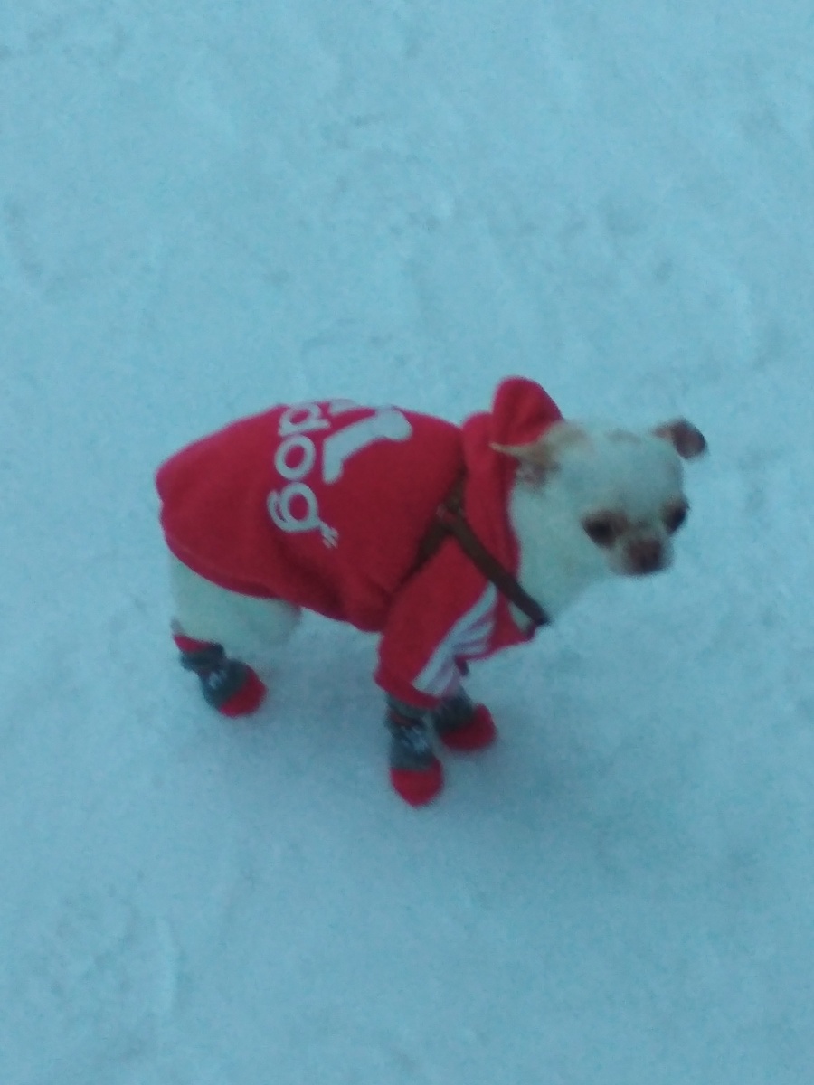 Роня на прогулке.