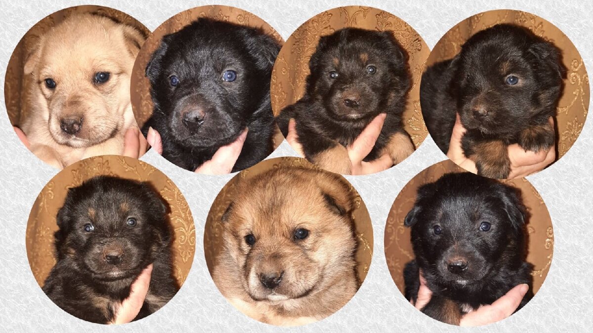 Вот такие щенули были найдены под трубами теплотрассы | Фото: коллаж автора канала "ДиНа"