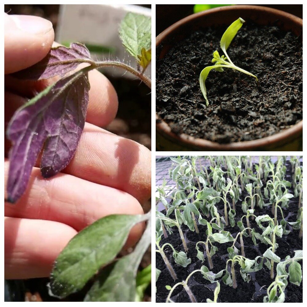 болезни рассады томатов