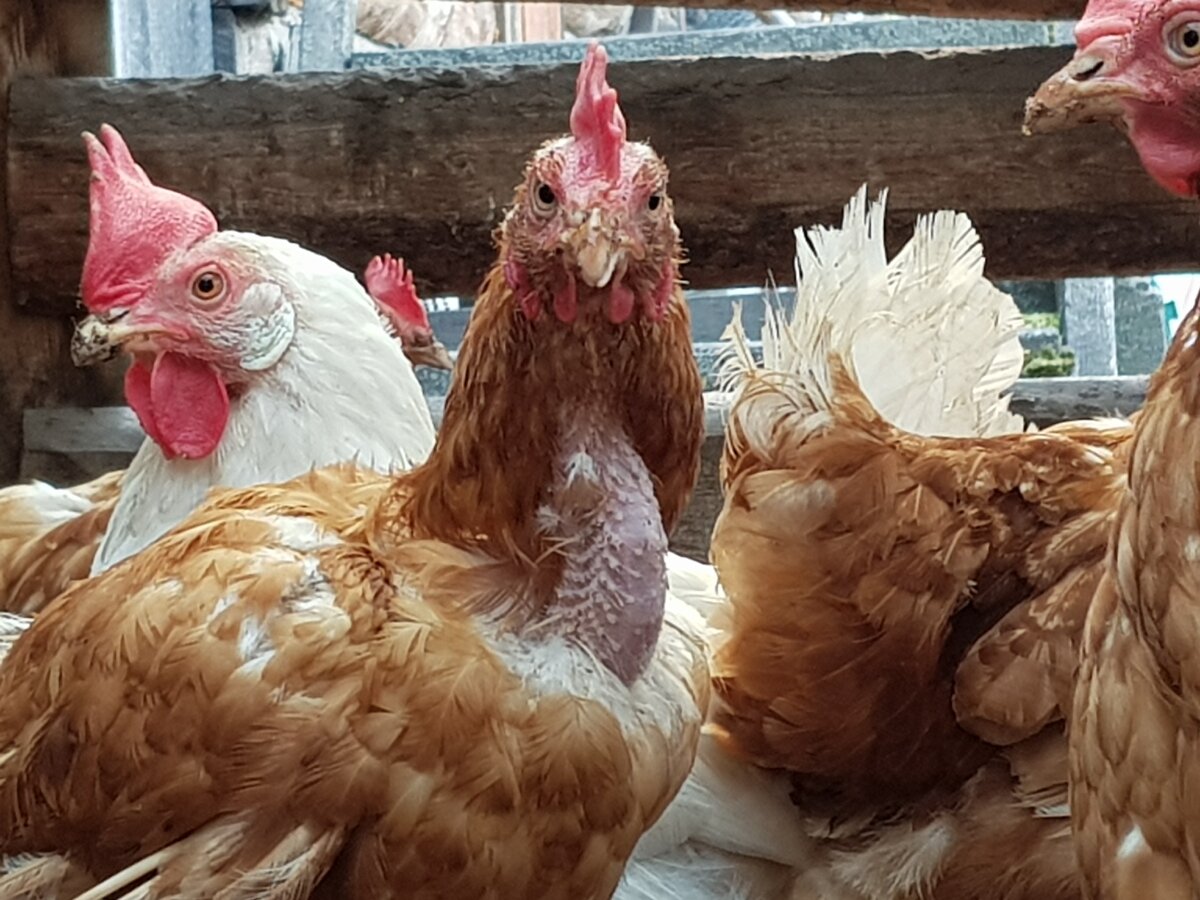 Фото Л. Воронова. Благодарю семью Никитиных за это фото. 