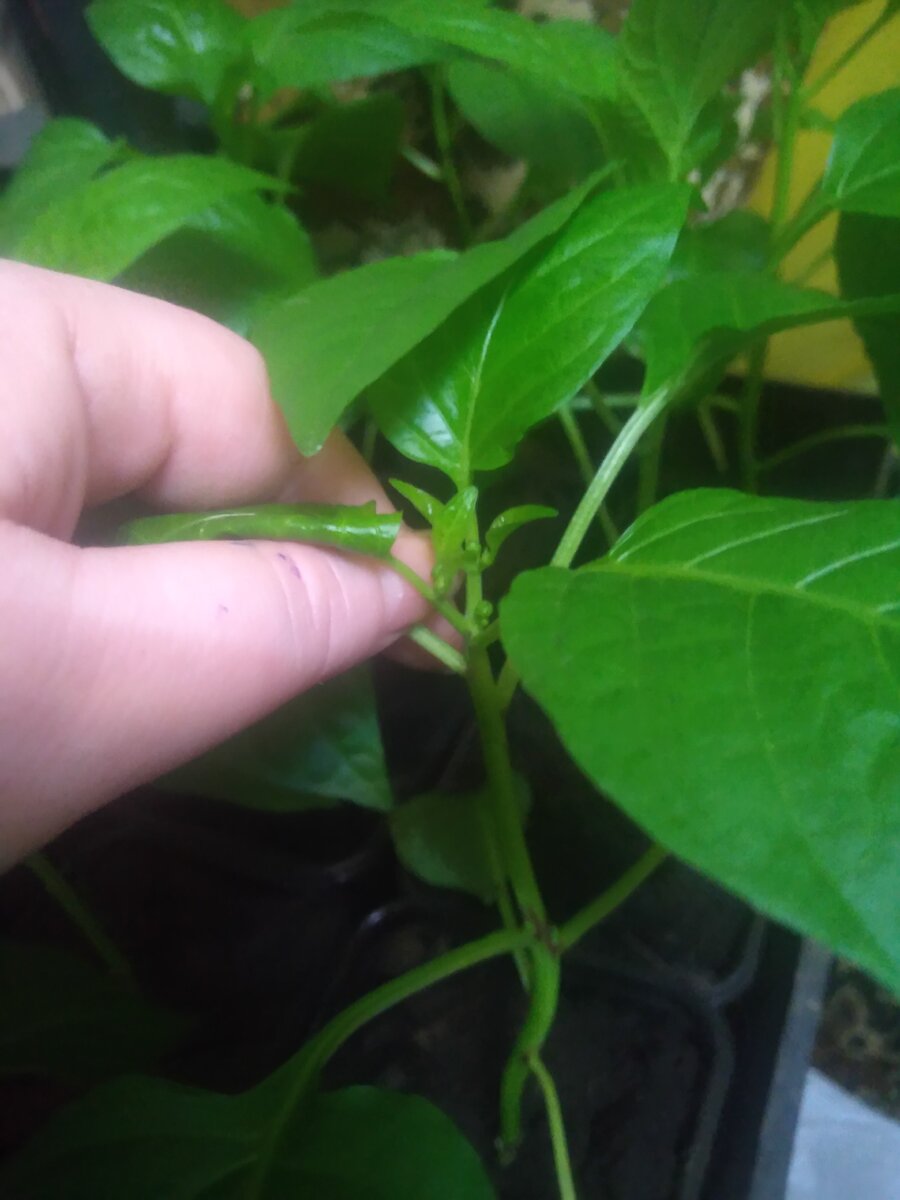 Коронный бутон. Фото автора канала  "Дачный рай"  