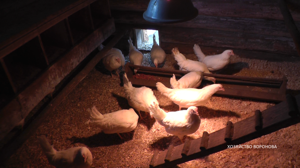 Куры в курятнике