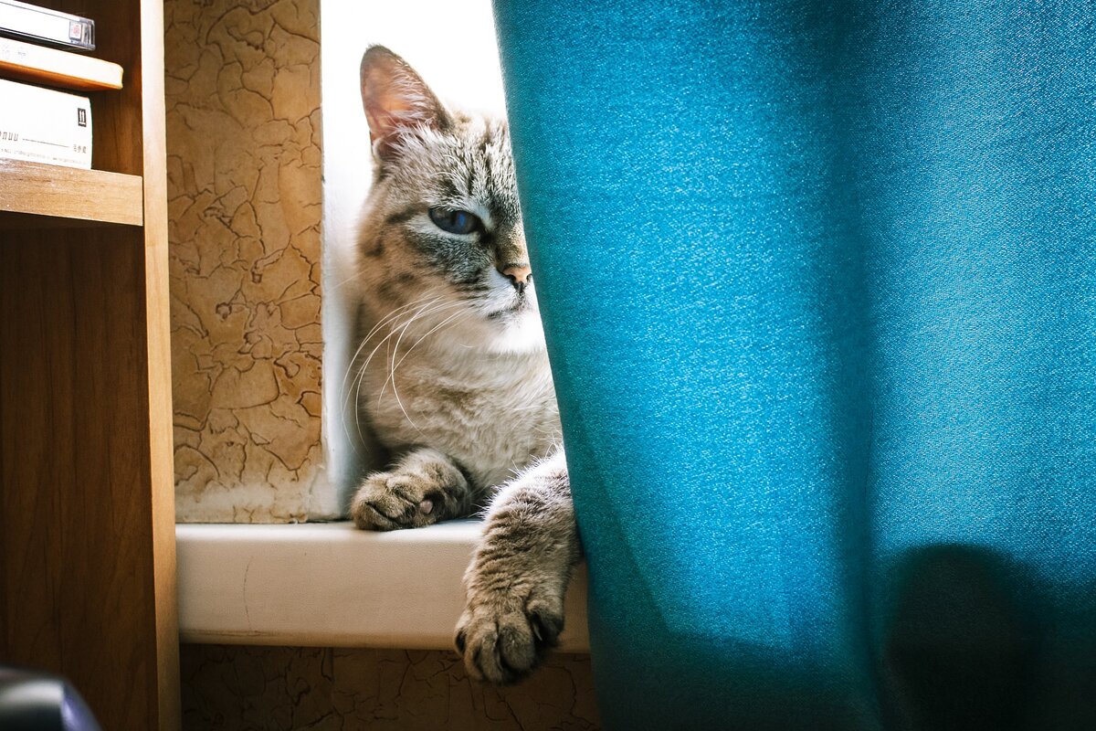 Изображение Анна Ленская с сайта Pixabay 