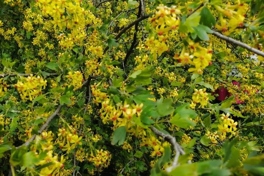 Вот как в этом году цветет черная смородина у тещи.