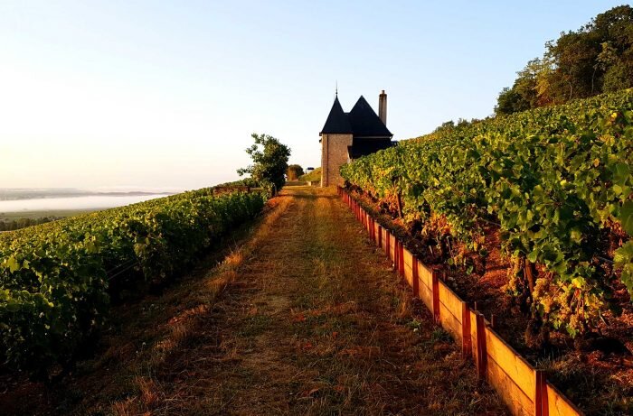Aligote vine / Photo Courtesy Domaine Ponsot