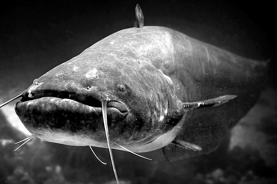 Фото из сети