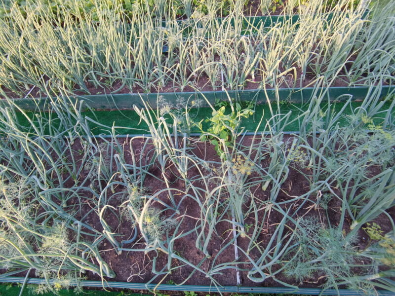 Лук. (Фото используется по стандартной лицензии ©ogorodnye-shpargalki.ru)