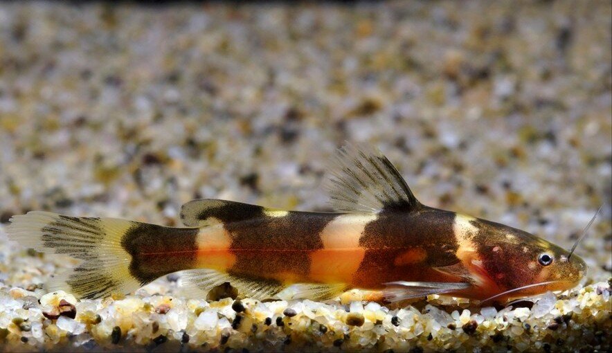 Сиамская косатка.Уход и содержание.