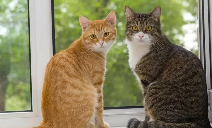 Кот или кошка в квартире: плюсы и минусы питомцев – кто лучше?