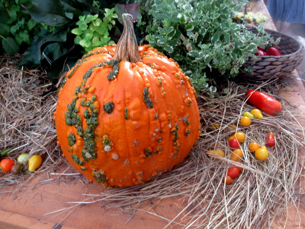 Тыква - овощ красивый, но часто бесполезный